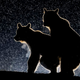 Not the winner, but definitely our favorite (Image: Bence Mate/ Comedy Wildlife Photo Awards)